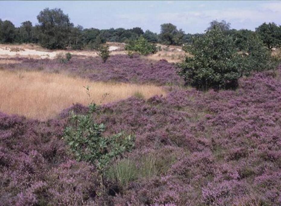 Natuurhuisje Oisterwijk Exterior foto